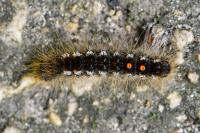 Euproctis chrysorrhoea