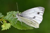Pieris napi