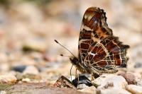 Araschnia levana