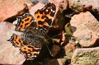 Araschnia levana
