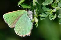 Callophrys rubi