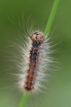 Lymantria dispar