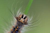 Lymantria dispar