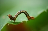 Erannis defoliaria