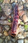 Cossus cossus