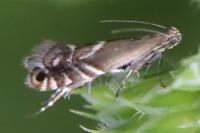 Glyphipterix simpliciella