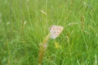Lycaena tityrus