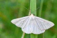Siona lineata