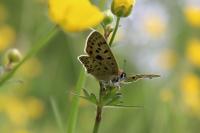 Lycaena tityrus
