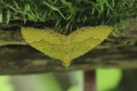 Camptogramma bilineata