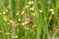 Vanessa cardui