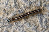 Malacosoma neustria