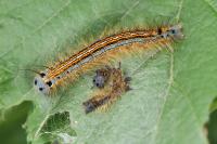 Malacosoma neustria