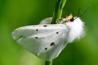 Diaphora mendica