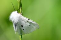 Diaphora mendica
