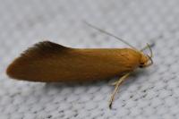 Crassa unitella