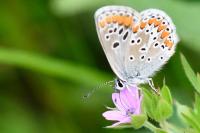Aricia agestis