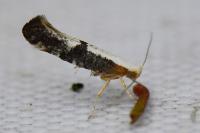 Argyresthia spinosella
