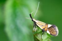 Alabonia geoffrella