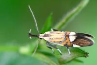 Alabonia geoffrella
