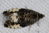 Hedya pruniana