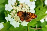 Melitaea phoebe