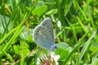 Polyommatus icarus