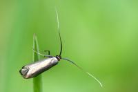 Adela reaumurella