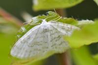 Asthena albulata