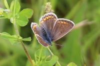 Polyommatus icarus