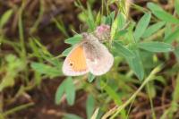 Coenonympha pamphilus
