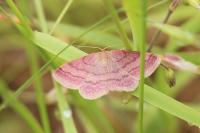Scopula rubiginata