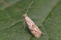 Bucculatrix bechsteinella