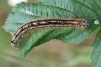 Malacosoma neustria