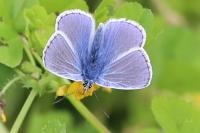 Polyommatus icarus