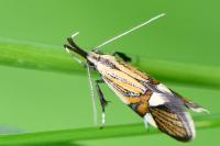 Alabonia geoffrella