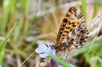 Boloria dia