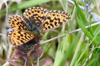 Boloria dia