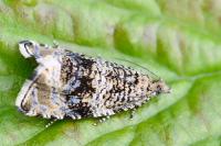 Celypha lacunana