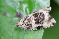 Celypha lacunana