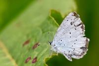 Celastrina argiolus