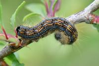 Malacosoma neustria