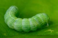 Orthosia cerasi
