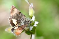 Panemeria tenebrata