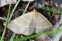 Trisateles emortualis