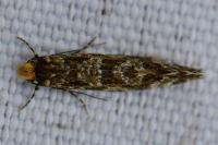 Triaxomera parasitella
