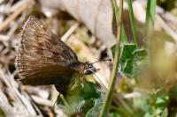 Erynnis tages