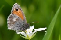 Coenonympha pamphilus