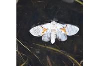 Leucodonta bicoloria