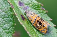 Olethreutes arcuella